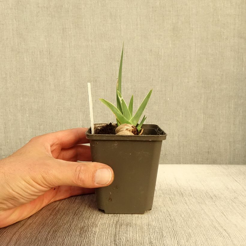 Esimerkki syksyllä toimitetusta Saksankurjenmiekka Waterline 8/9 cm taimiruukku-taimesta