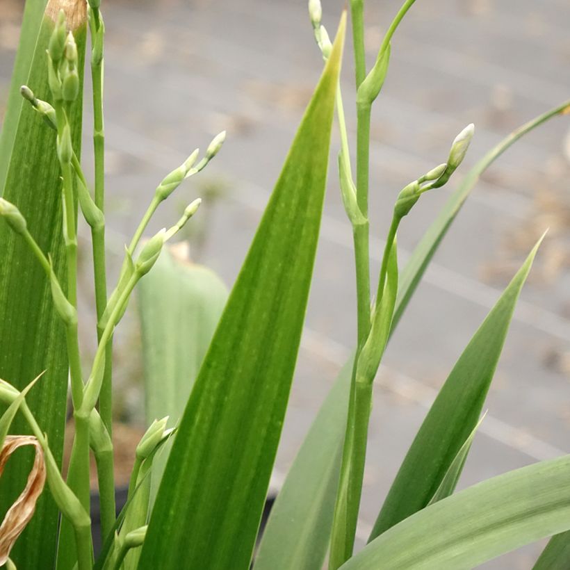 Japaninkurjenmiekka - Iris japonica (Lehvistö)