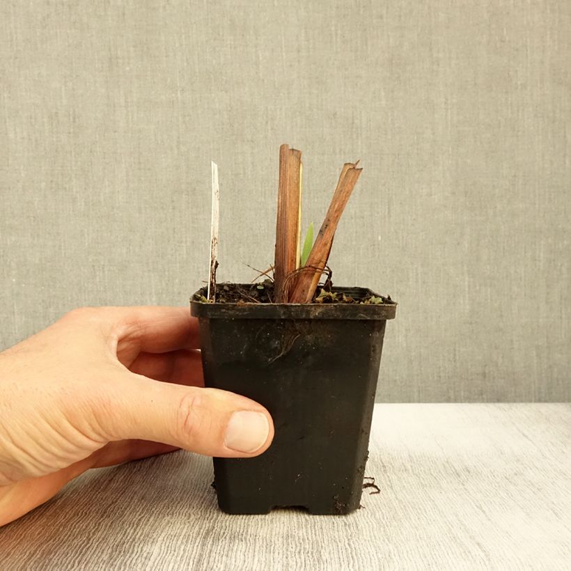 Esimerkki syksyllä toimitetusta Samettikurjenmiekka - Iris laevigata 8/9 cm taimiruukku-taimesta