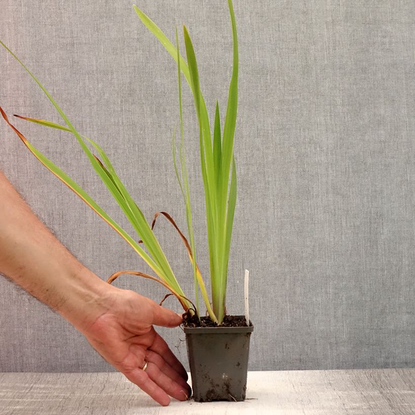 Esimerkki kesällä toimitetusta Iris laevigata - Iris d'eau japonais Godet de 8/9 cm-taimesta