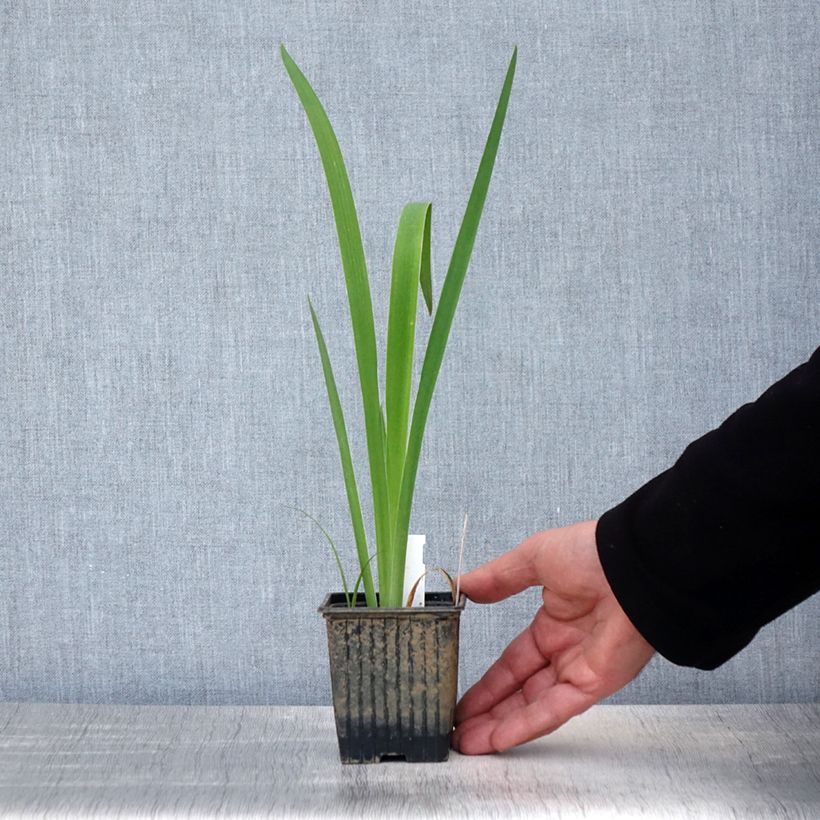 Esimerkki keväällä toimitetusta Iris laevigata Latour Marliac - Iris d'eau japonais Godet de 8/9 cm-taimesta
