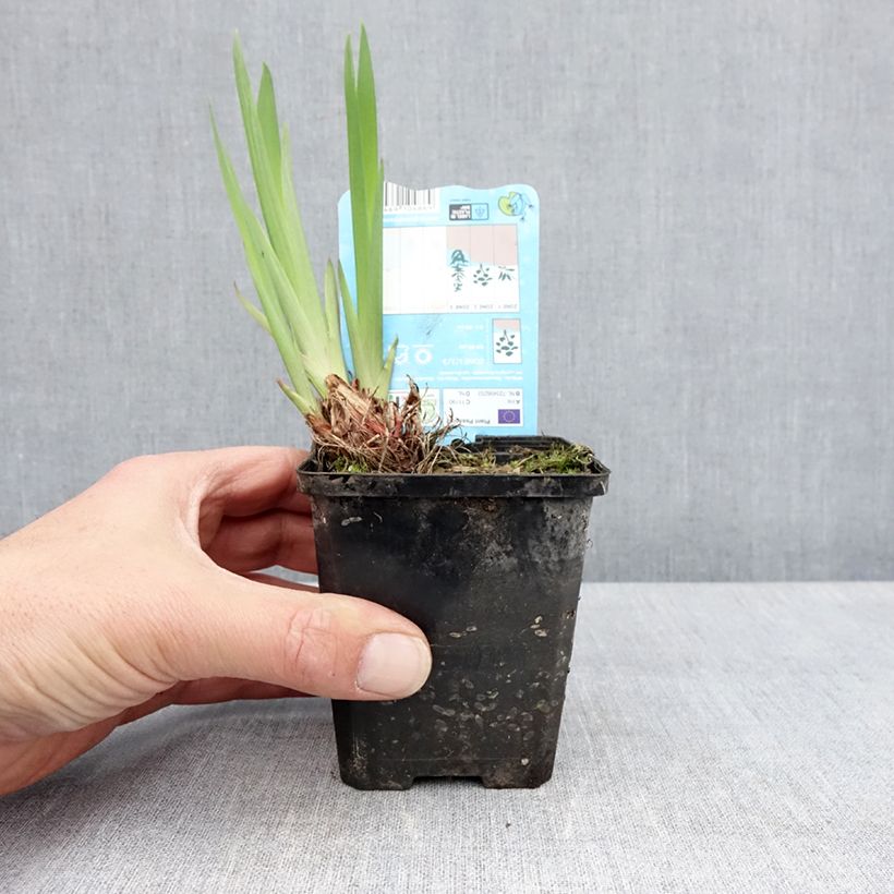Esimerkki keväällä toimitetusta Iris laevigata Snowdrift Godet de 8/9 cm-taimesta