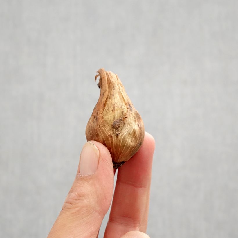 Esimerkki syksyllä toimitetusta Kurjenmiekka - Iris magnifica Sipulit Koko I-taimesta