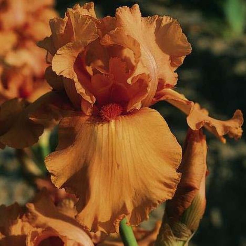Saksankurjenmiekka Orange Embers (Kukinta)