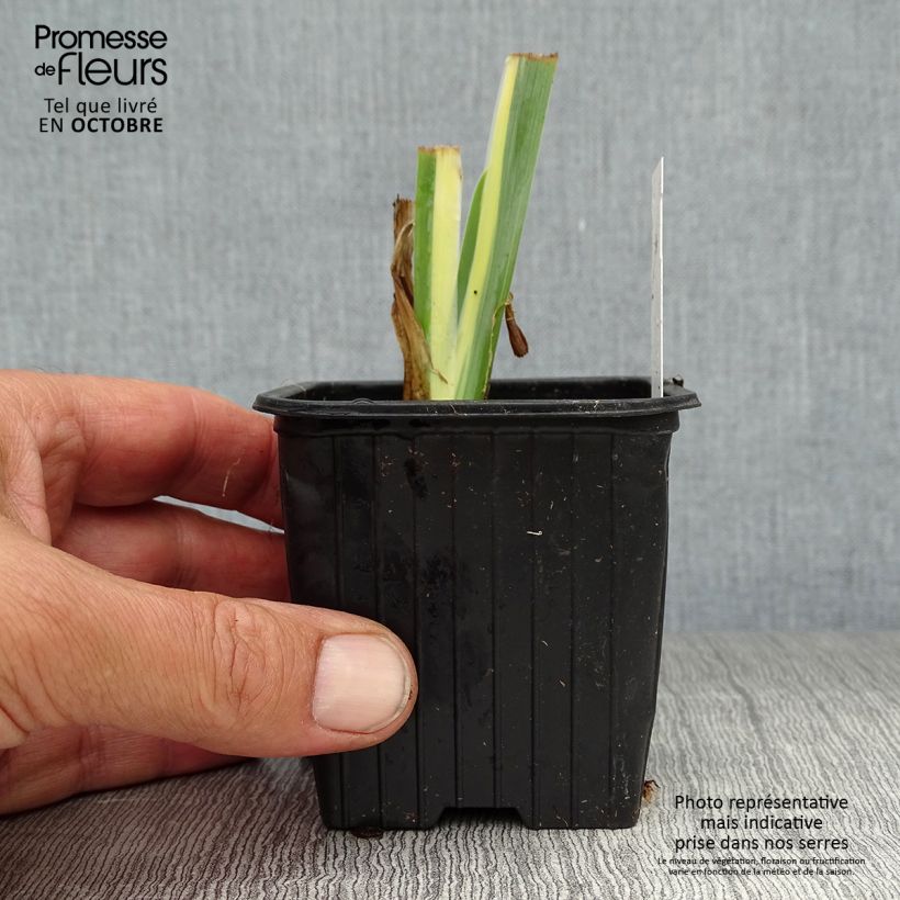 Esimerkki syksyllä toimitetusta Tuoksukurjenmiekka Variegata 8/9 cm taimiruukku-taimesta