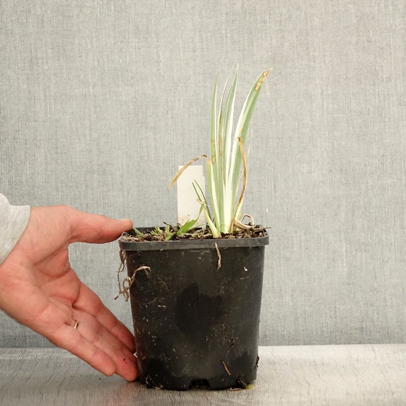 Esimerkki syksyllä toimitetusta Tuoksukurjenmiekka Variegata 1,5 litran / 2 litran kannu-taimesta
