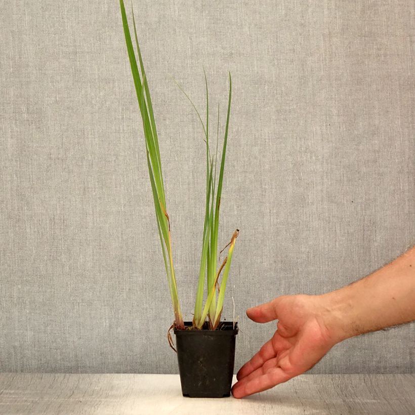 Esimerkki kesällä toimitetusta Iris pseudacorus Crème de la Crème - Iris des marais Godet de 8/9 cm-taimesta