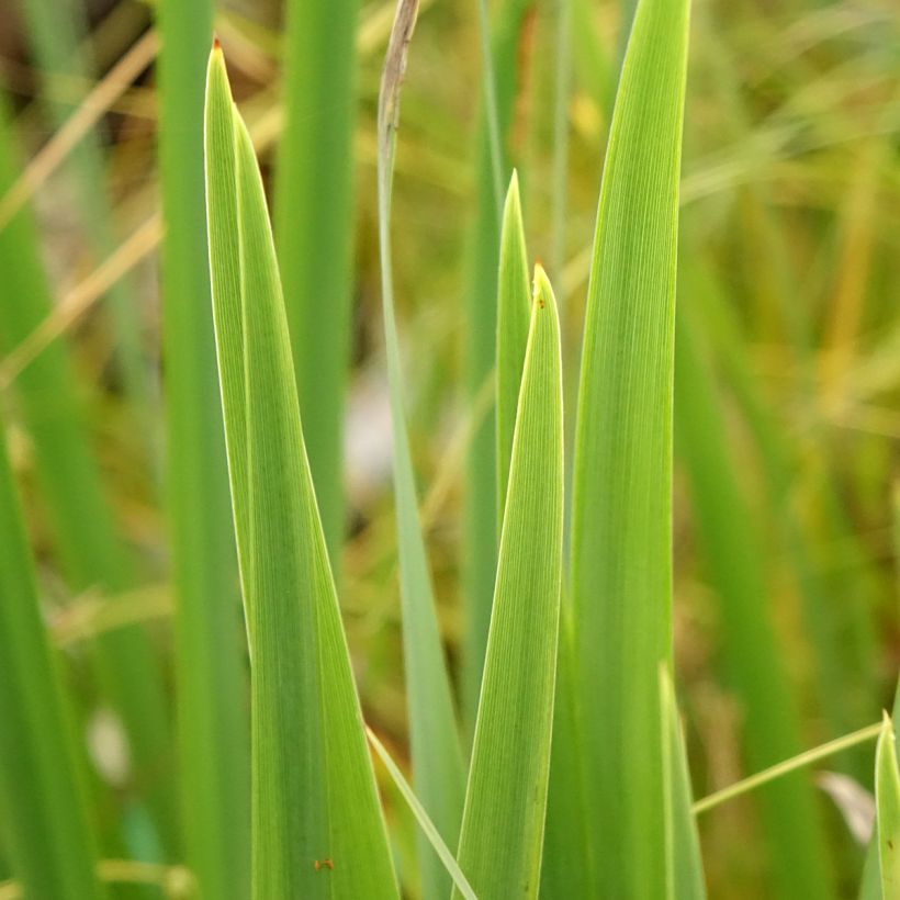 Keltakurjenmiekka var. bastardii (Lehvistö)