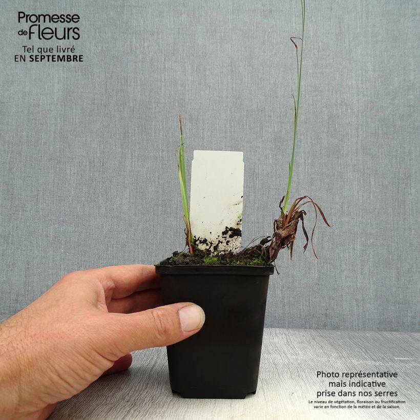 Esimerkki syksyllä toimitetusta Keltakurjenmiekka - Iris pseudacorus var. bastardii 8/9 cm taimiruukku-taimesta