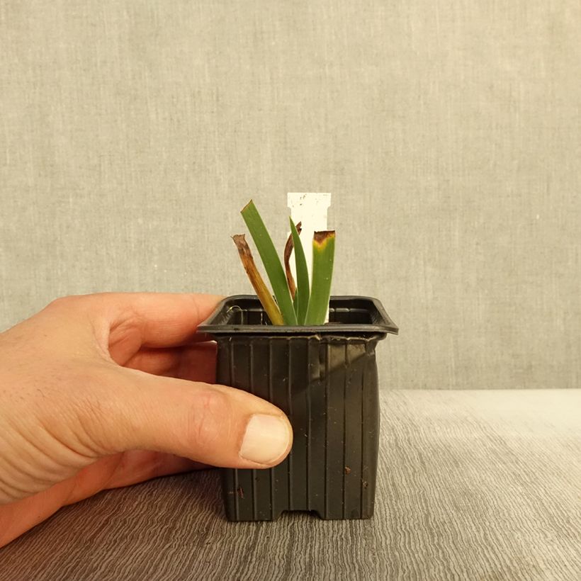 Esimerkki syksyllä toimitetusta Kääpiökurjenmiekka Azurea 8/9 cm taimiruukku-taimesta