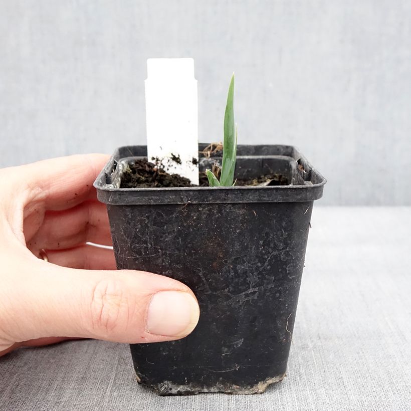 Esimerkki talvella toimitetusta Kääpiökurjenmiekka Curio 8/9 cm taimiruukku-taimesta