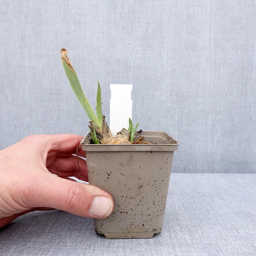 Esimerkki talvella toimitetusta Kääpiökurjenmiekka Green Spot 8/9 cm taimiruukku-taimesta