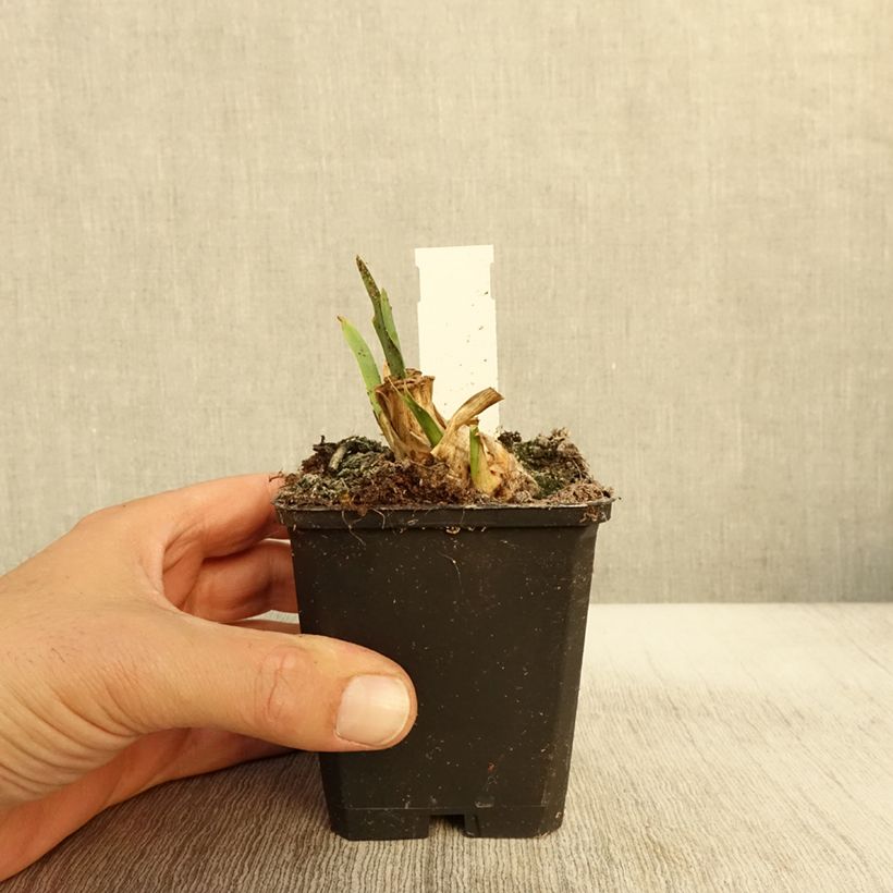 Esimerkki syksyllä toimitetusta Kääpiökurjenmiekka Jewel Baby 8/9 cm taimiruukku-taimesta