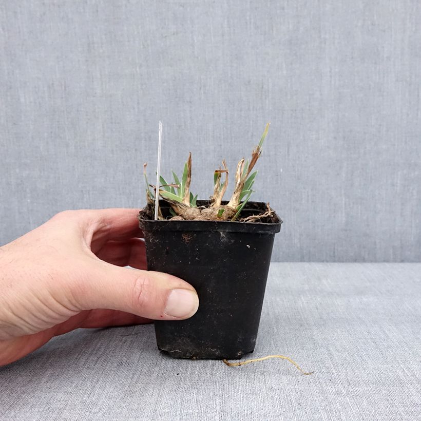 Esimerkki talvella toimitetusta Kääpiökurjenmiekka Wee Harry 8/9 cm taimiruukku-taimesta