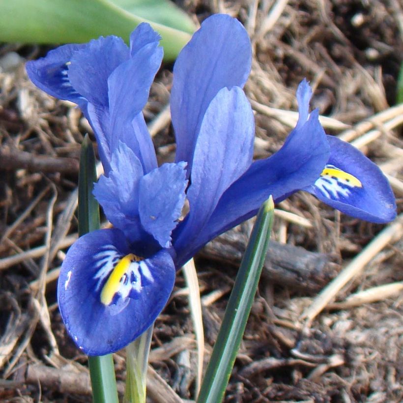Kevätkurjenmiekka Harmony (Kukinta)