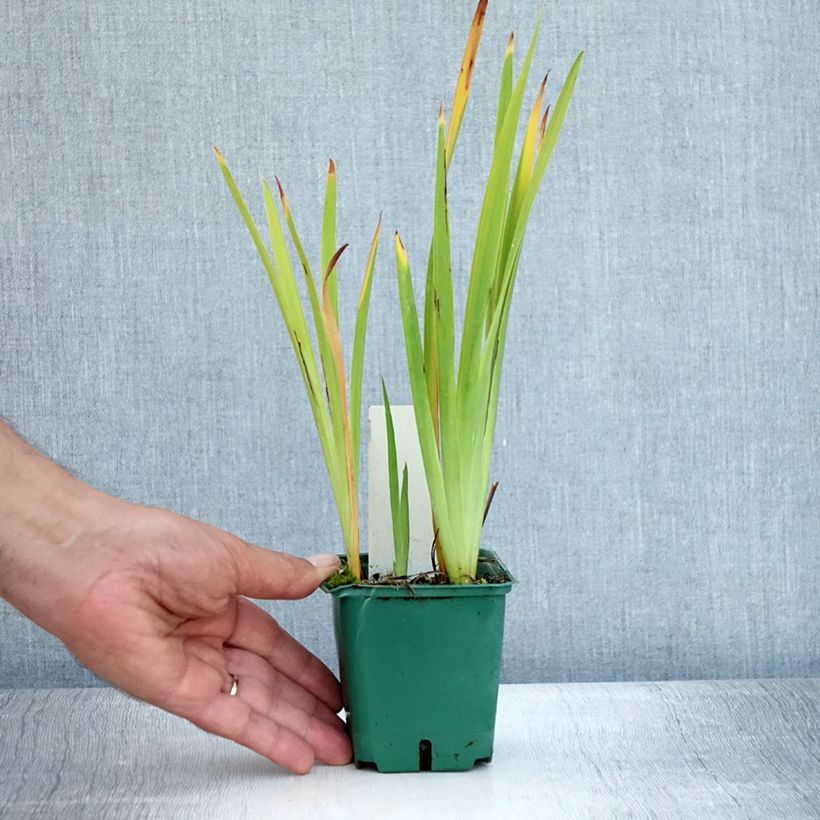 Esimerkki kesällä toimitetusta Iris Ruffled Velvet - Iris de Sibérie Godet de 8/9 cm-taimesta