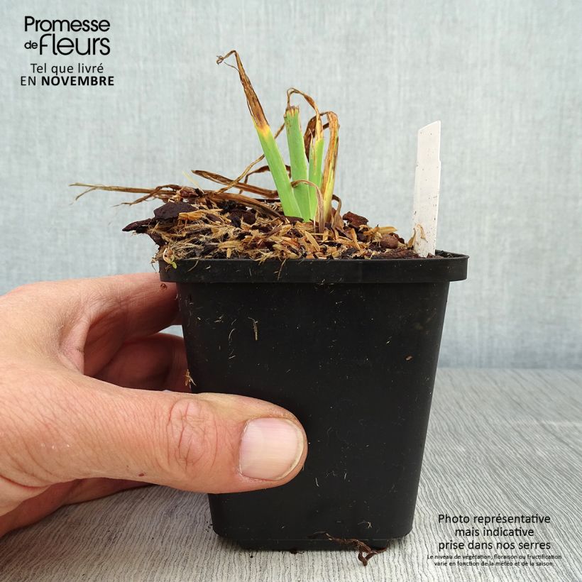 Esimerkki syksyllä toimitetusta Kaunokurjenmiekka - Iris setosa 8/9 cm taimiruukku-taimesta