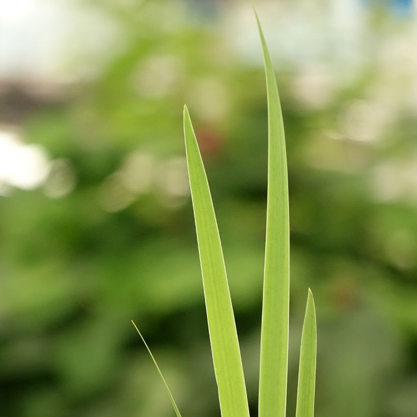Kaunokurjenmiekka - Iris setosa (Lehvistö)