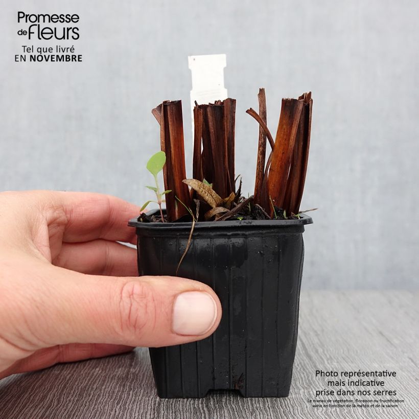Esimerkki syksyllä toimitetusta Siperiankurjenmiekka Concord Crush 8/9 cm taimiruukku-taimesta