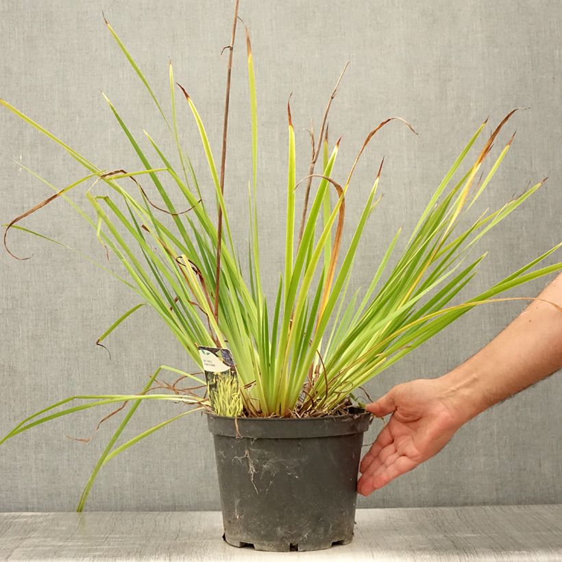 Esimerkki kesällä toimitetusta Iris sibirica Fran's gold - Iris de Sibérie Pot de 2L/3L-taimesta