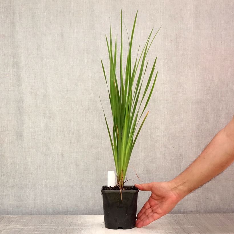 Esimerkki kesällä toimitetusta Iris sibirica Paprikash - Iris de Sibérie Pot de 1,5L/2L-taimesta