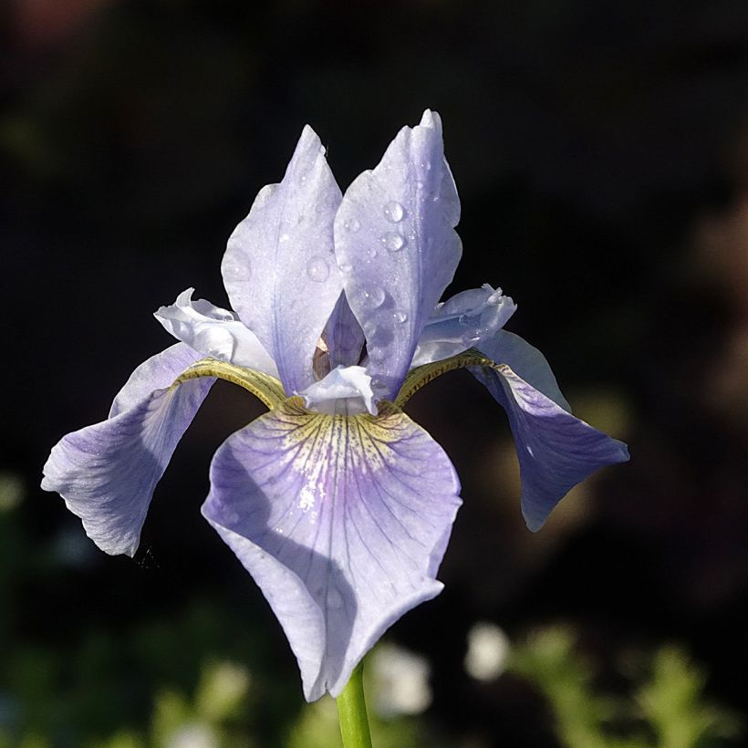 Siperiankurjenmiekka Perry's Blue (Kukinta)