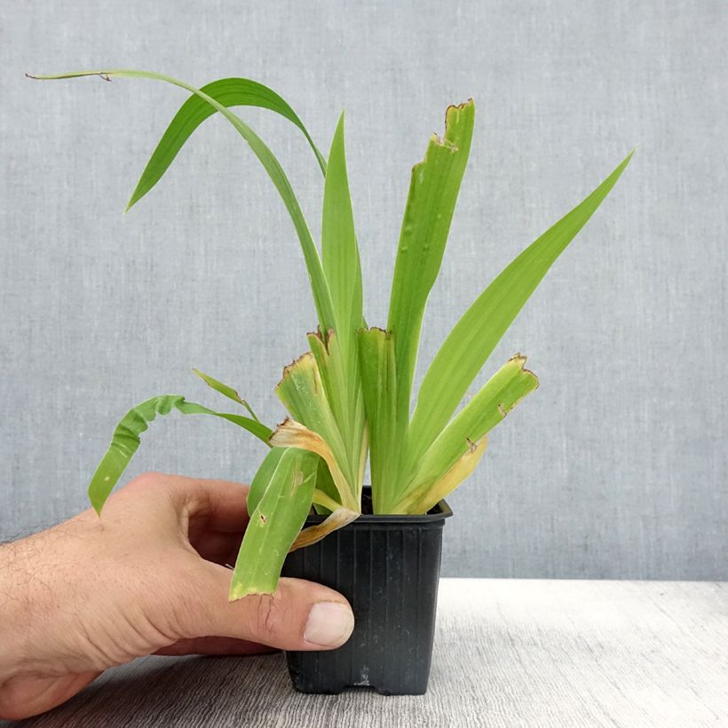 Esimerkki syksyllä toimitetusta Kurjenmiekka - Iris tectorum 8/9 cm taimiruukku-taimesta