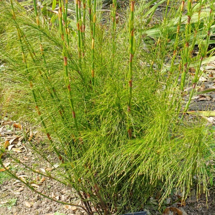Ischyrolepis subverticillata (Lehvistö)
