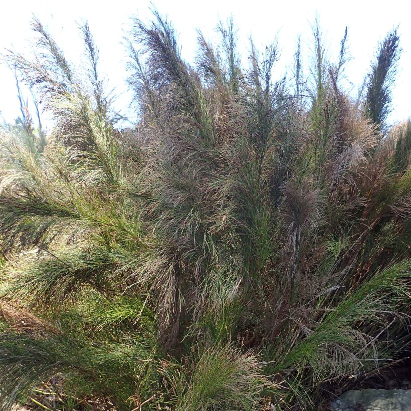 Ischyrolepis subverticillata (Kasvutapa)