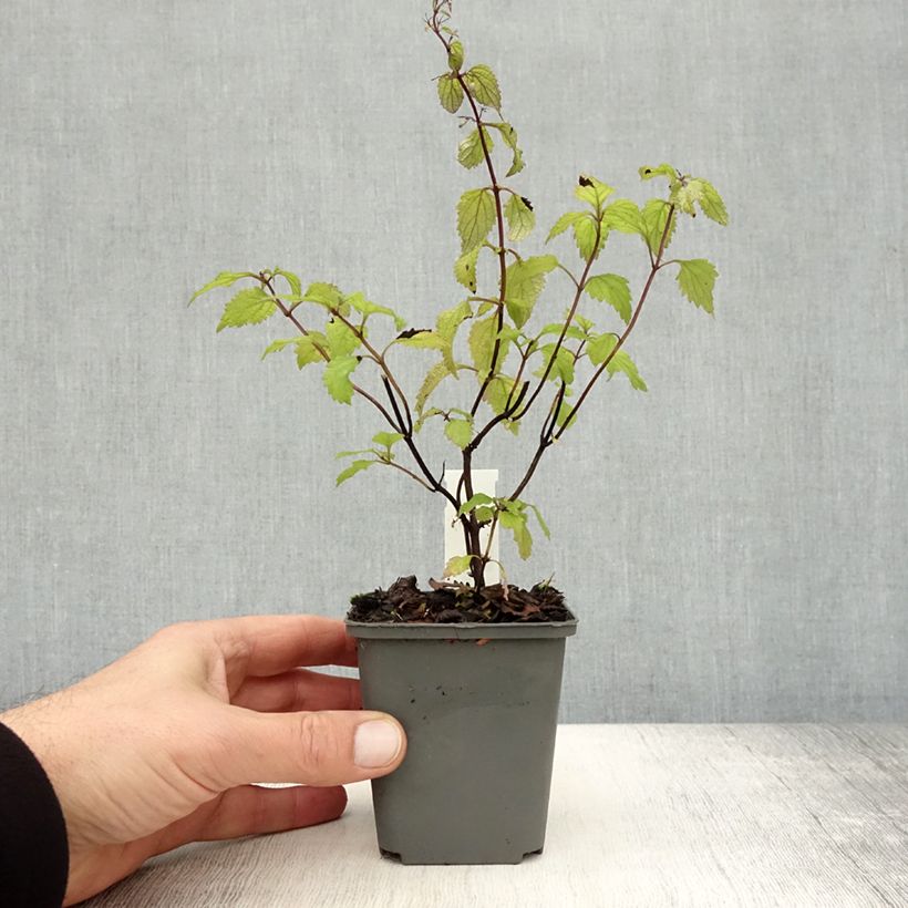 Esimerkki syksyllä toimitetusta Isodon effusus 8/9 cm taimiruukku-taimesta