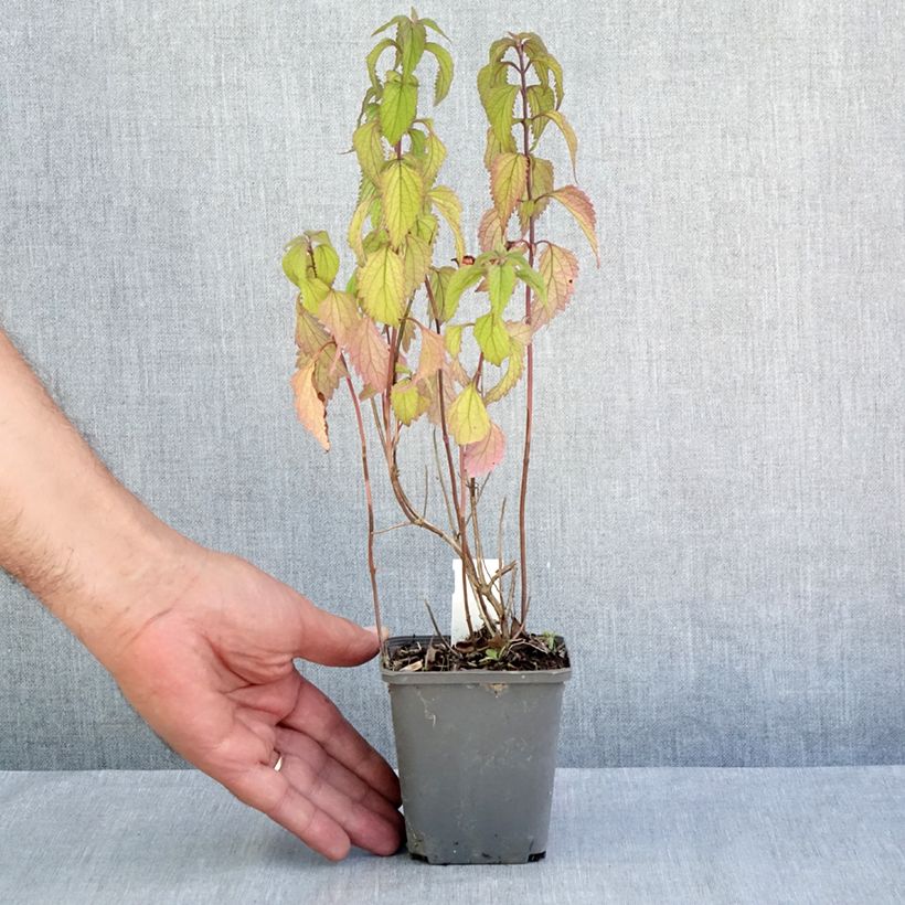 Esimerkki kesällä toimitetusta Isodon effusus Godet de 8/9 cm-taimesta