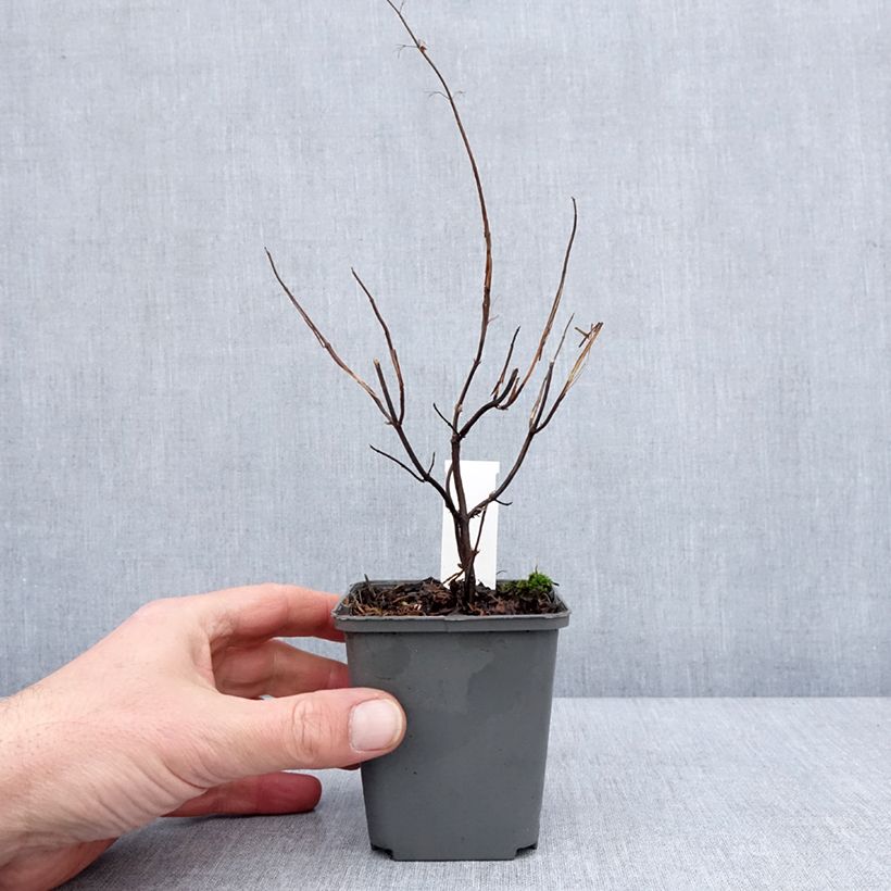 Esimerkki talvella toimitetusta Isodon effusus - Rabdosia effusa Godet de 8/9 cm-taimesta