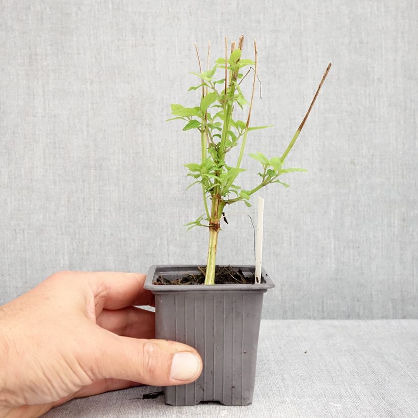 Esimerkki syksyllä toimitetusta Isodon longituba 8/9 cm taimiruukku-taimesta