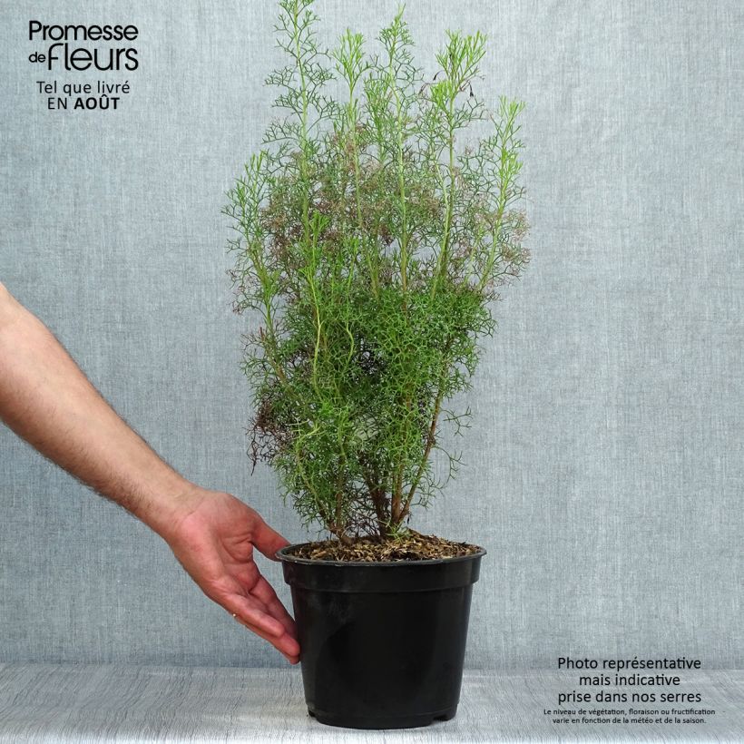 Esimerkki kesällä toimitetusta Isopogon formosus Pot de 3L/4L-taimesta