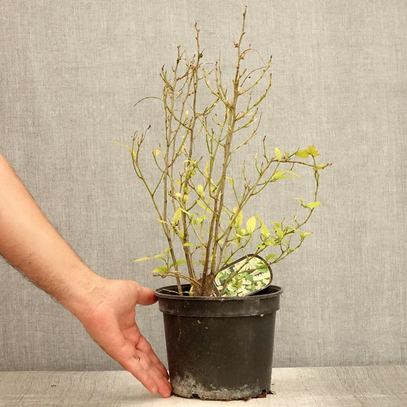Esimerkki kesällä toimitetusta Itea virginica Ruukku 3L / 4L-taimesta