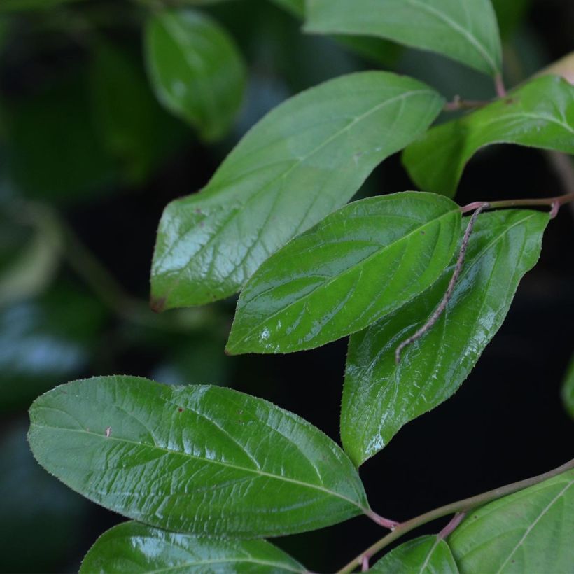 Itea virginica (Lehvistö)