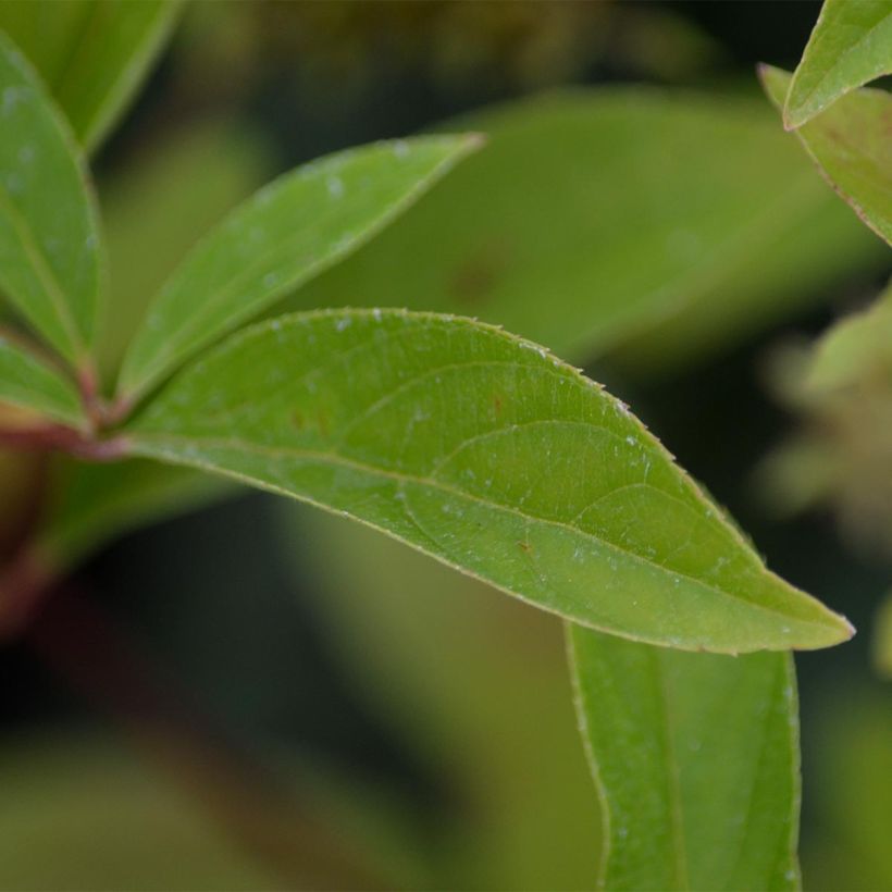 Itea virginica Henry's Garnet (Lehvistö)