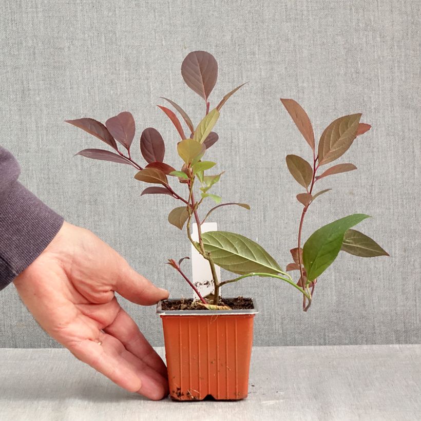 Esimerkki syksyllä toimitetusta Itea virginica Henry's Garnet 8/9 cm taimiruukku-taimesta