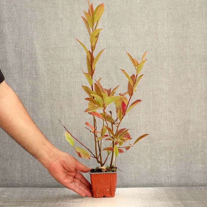 Esimerkki kesällä toimitetusta Itea virginica Henry's Garnet Taimiruukku 8/9 cm-taimesta