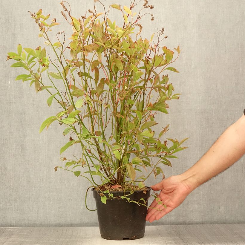 Esimerkki kesällä toimitetusta Itea virginica Love Child Pot de 2L/3L-taimesta