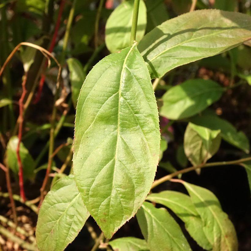 Itea virginica Love Child (Lehvistö)