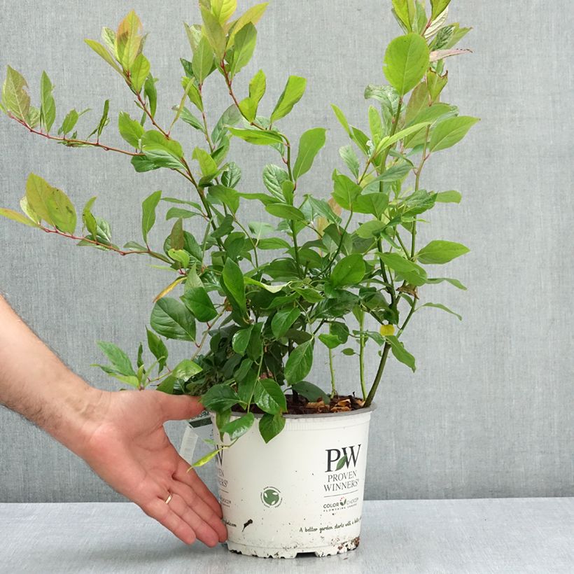 Esimerkki kesällä toimitetusta Itea virginica Scentlandia 4 litran/5 litran ruukku-taimesta