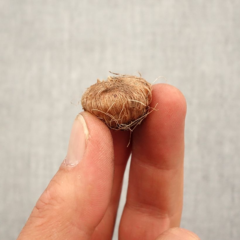 Esimerkki keväällä toimitetusta Iksia Giant Bulbe size 5+-taimesta