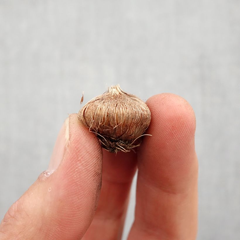 Esimerkki keväällä toimitetusta Iksia Mabel Bulbe size 5+-taimesta