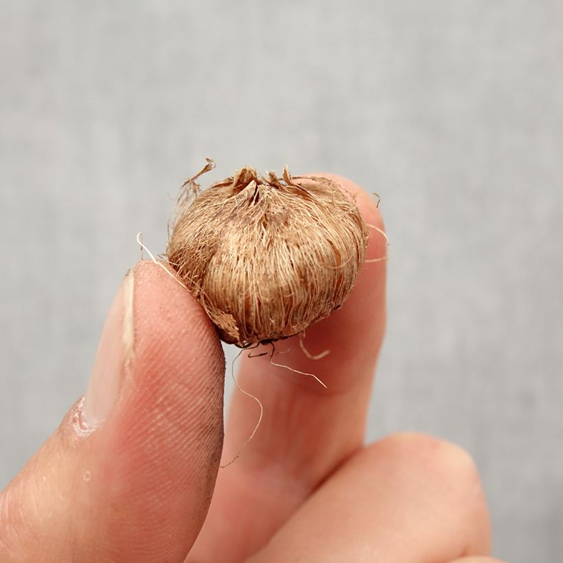 Esimerkki keväällä toimitetusta Iksia Rose Emperor Bulbe size 5+-taimesta