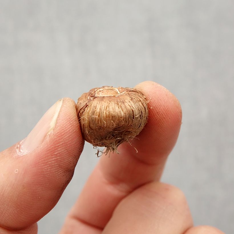 Esimerkki keväällä toimitetusta Iksia Venus Bulbe size 5+-taimesta