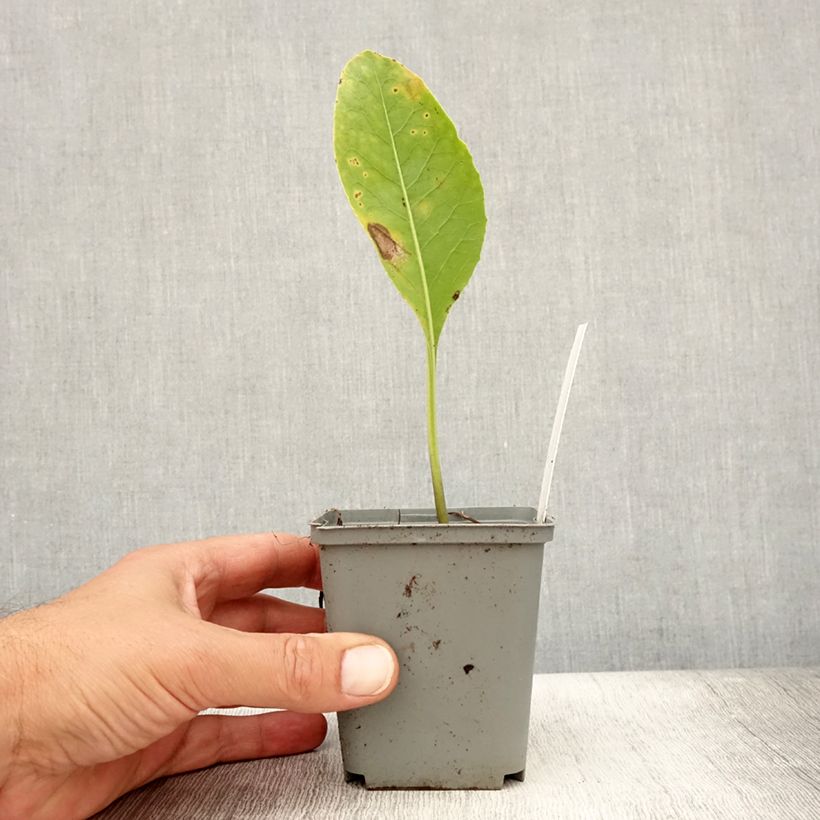 Esimerkki kesällä toimitetusta Jaborosa integrifolia Godet de 8/9 cm-taimesta