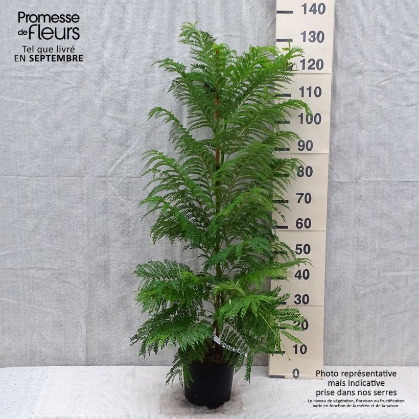 Esimerkki syksyllä toimitetusta Jakaranda - Jacaranda mimosifolia 4 litran/5 litran ruukku-taimesta