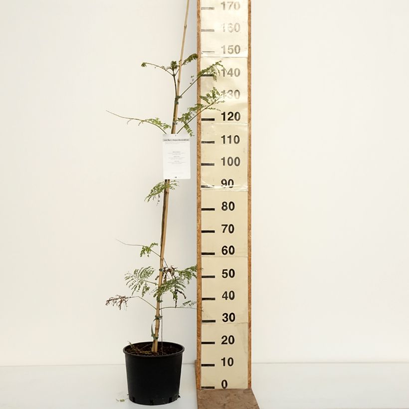 Esimerkki talvella toimitetusta Jakaranda - Jacaranda mimosifolia 7,5 litran / 10 litran ruukku-taimesta
