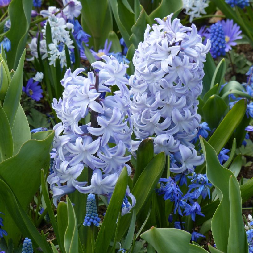 Hyasintti Blue Eyes (Kasvutapa)